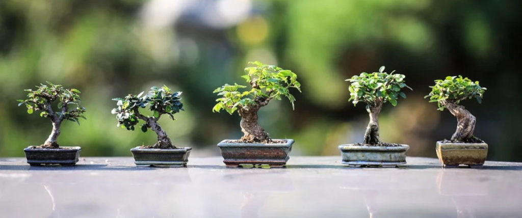 5 bonsai trees - Bonsai Tools for Coolest Bonsai Trees