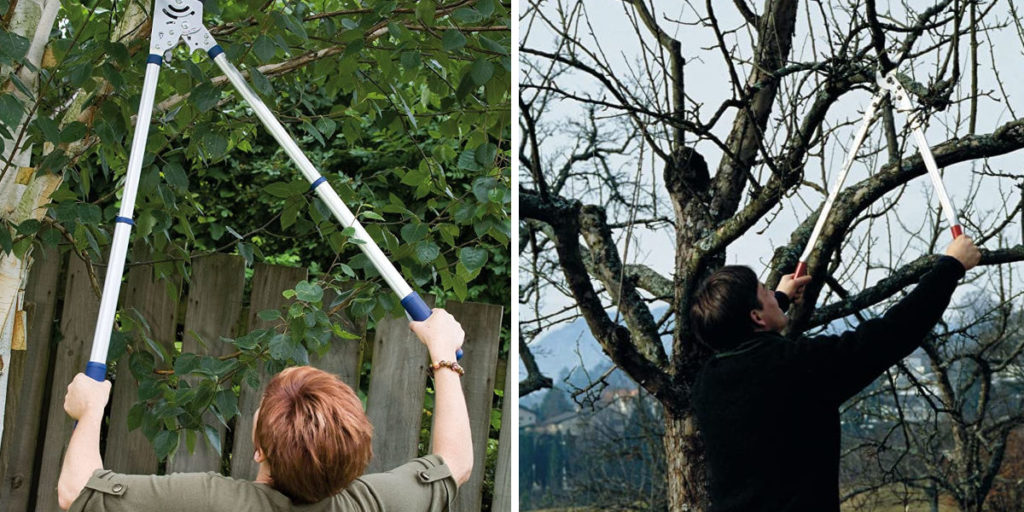 Cutting tree branches with loppers lopping shears